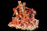 Bright Orange Crocoite Crystal Cluster - Tasmania #129101-1